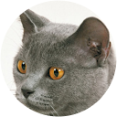 Cesar Silos Lazaro profile picture